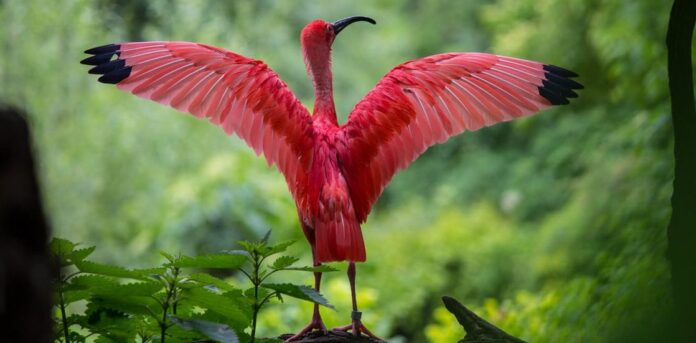 ibis-bird-red-animals-158471-e1555774222521
